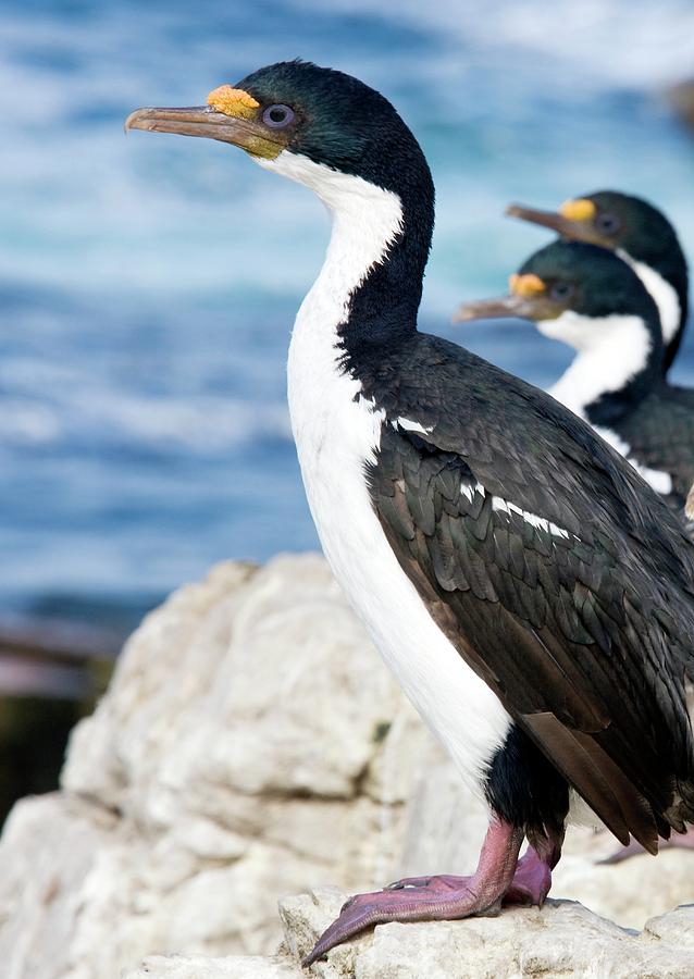 Nature Photograph - Imperial Shags #1 by Steve Allen/science Photo Library