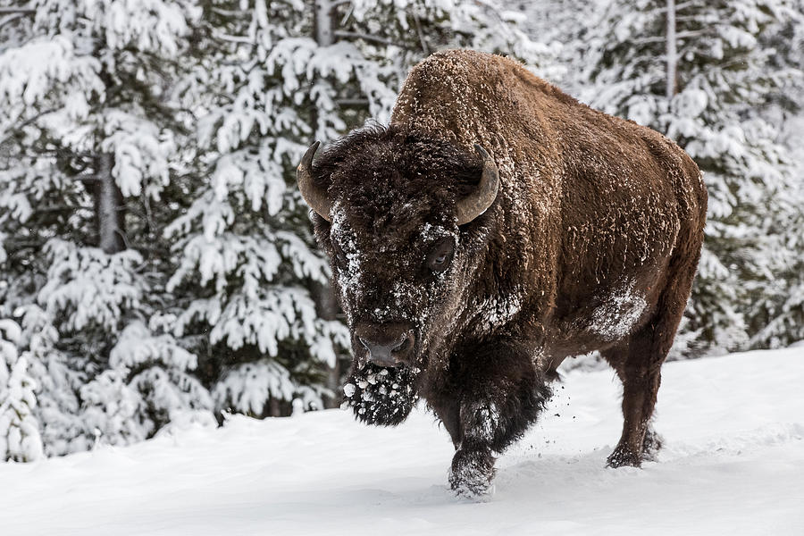 Bison Photograph - Impervious #1 by Sandy Sisti