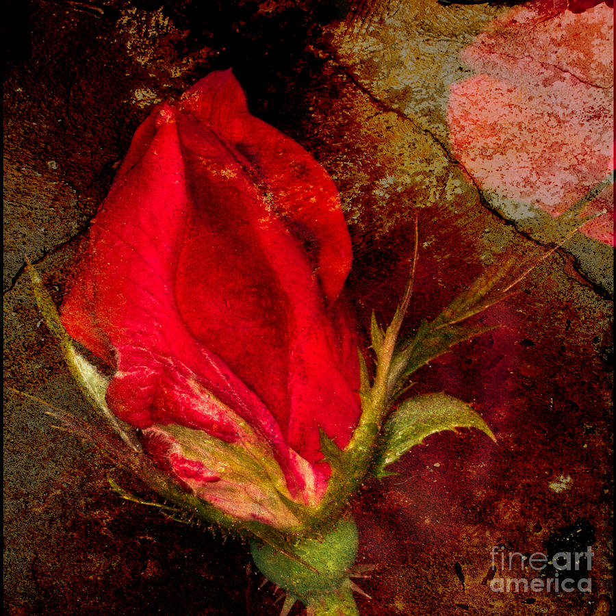 Impressionistic Rose #1 Photograph by Dave Bosse