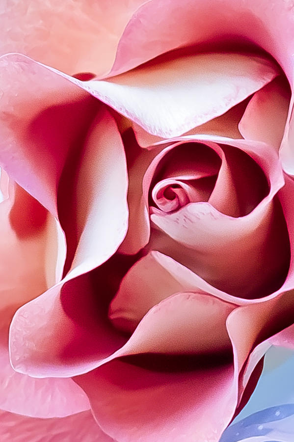 In depths of a Rose #1 Photograph by Elvira Pinkhas