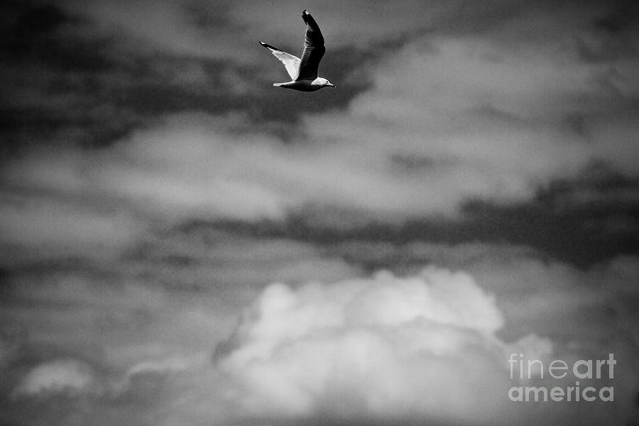 Black And White Photograph - In Flight #1 by William Norton