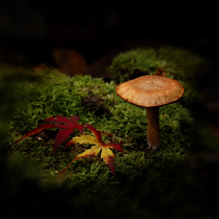 In The Forest Photograph