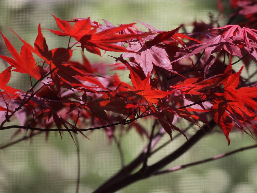 Fall Photograph - In the Red #1 by Debra Pruskowski