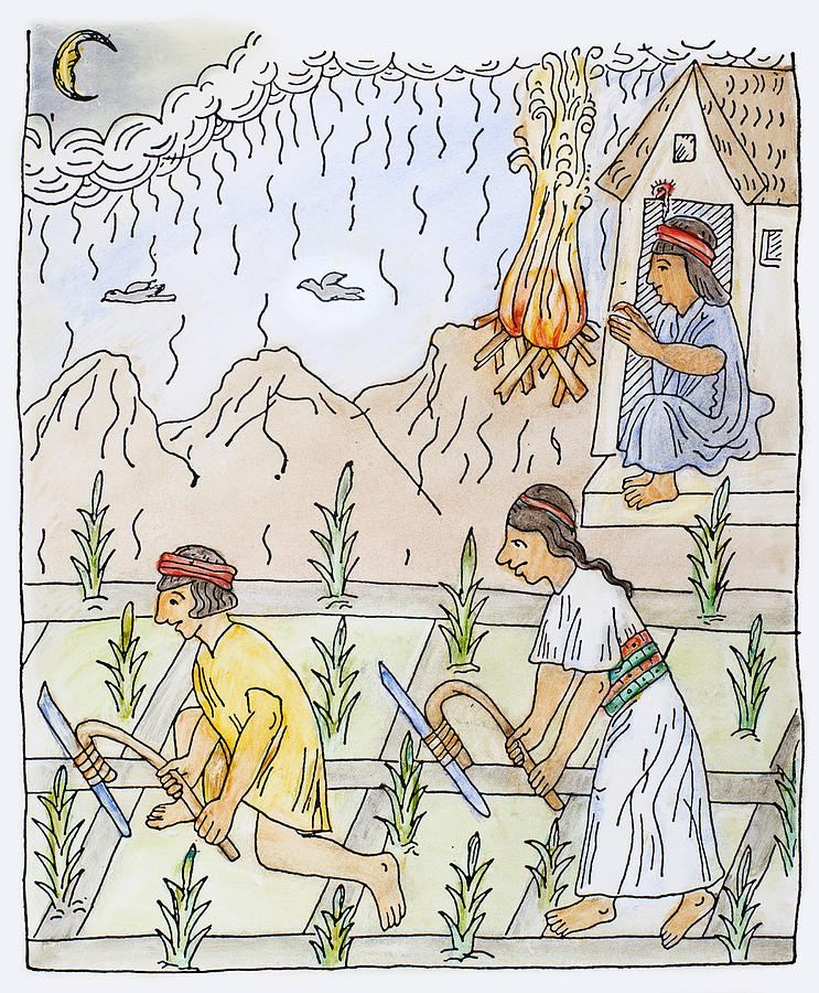 Incan Cultivation #1 Drawing by Granger