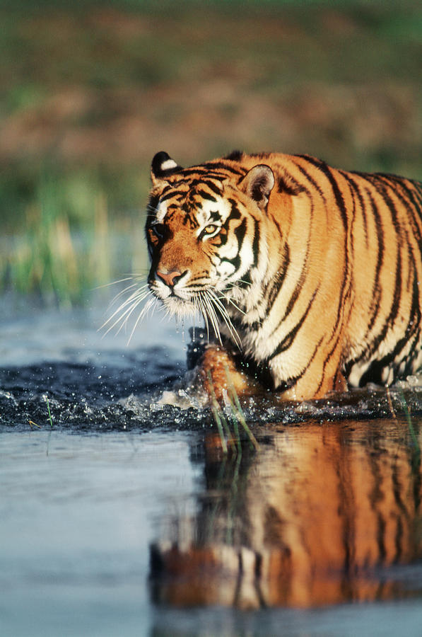 India, Bengal Tiger (panthera Tigris Photograph by Stuart Westmorland ...