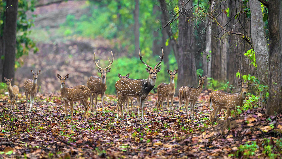 India Chital, Spotted Deer (axis Axis #1 Photograph by Ralph H. Bendjebar India Chital, Spotted Deer (axis Axis #1 Photograph by Ralph H. Bendjebar
