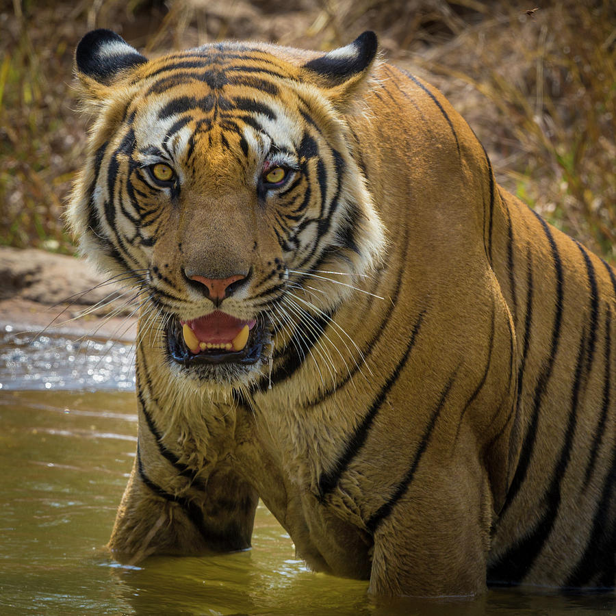 Bandhavgarh National Park Photograph - India Male Bengal Tiger Enjoys The Cool #1 by Ralph H. Bendjebar