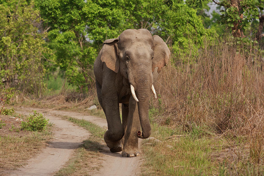 Jungle Photograph - Indian Asian Elephant, Tusker #1 by Jagdeep Rajput