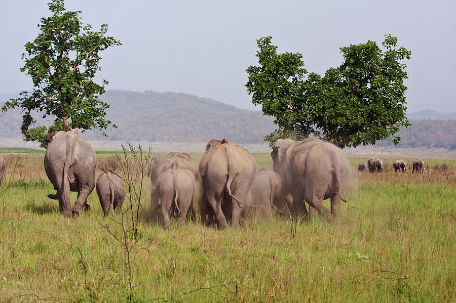 Indian Asian Elephants, Corbett #1 Photograph by Jagdeep Rajput - Pixels