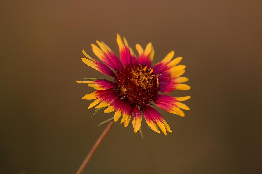 Nature Photograph - Indian Blanket #1 by Ronnie Prcin