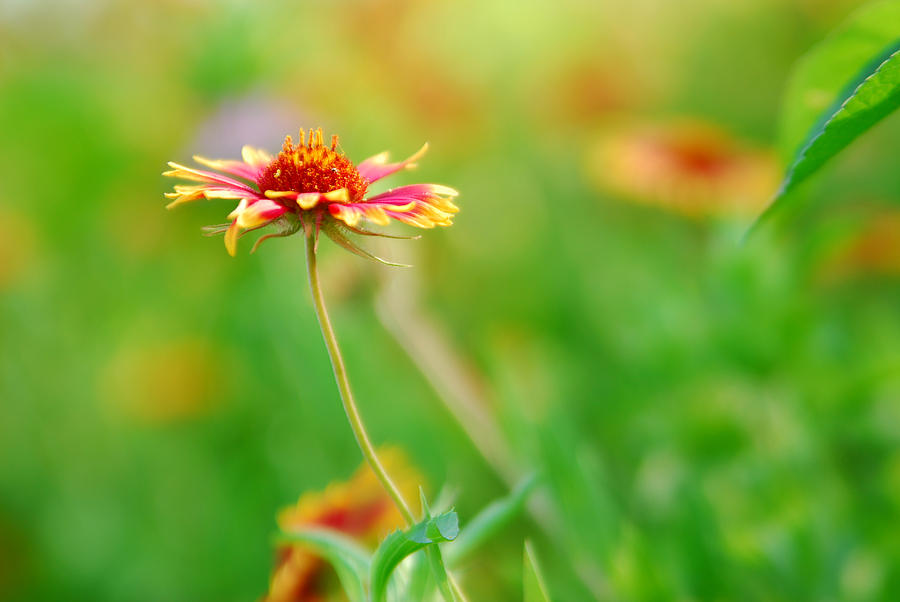 Indian Blanket #1 Photograph by Tracy Smith Indian Blanket #1 Photograph by Tracy Smith
