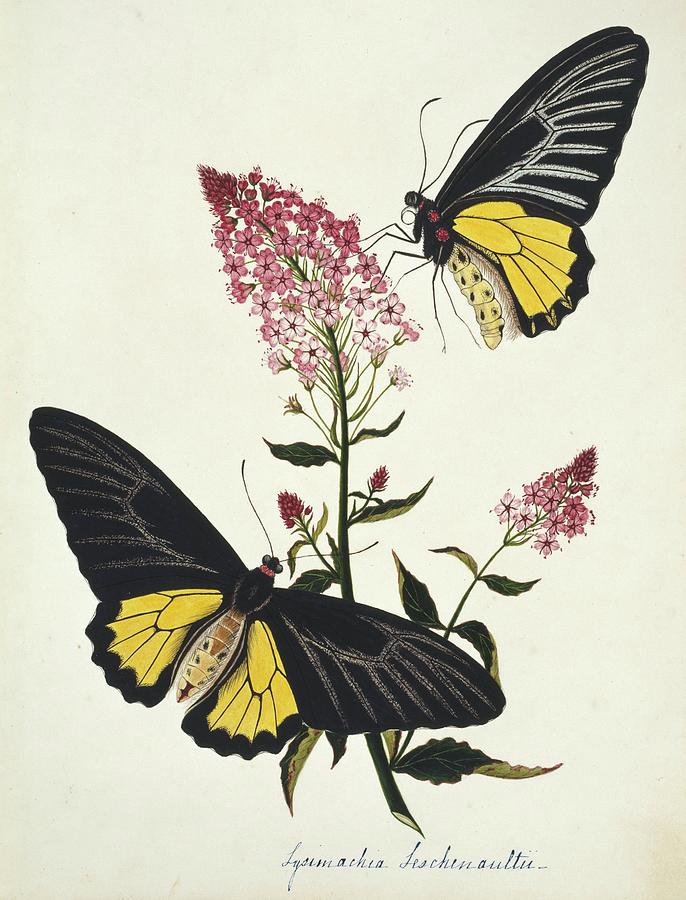 Indian Butterflies And Flowers #1 Photograph by Natural History Museum, London/science Photo Library