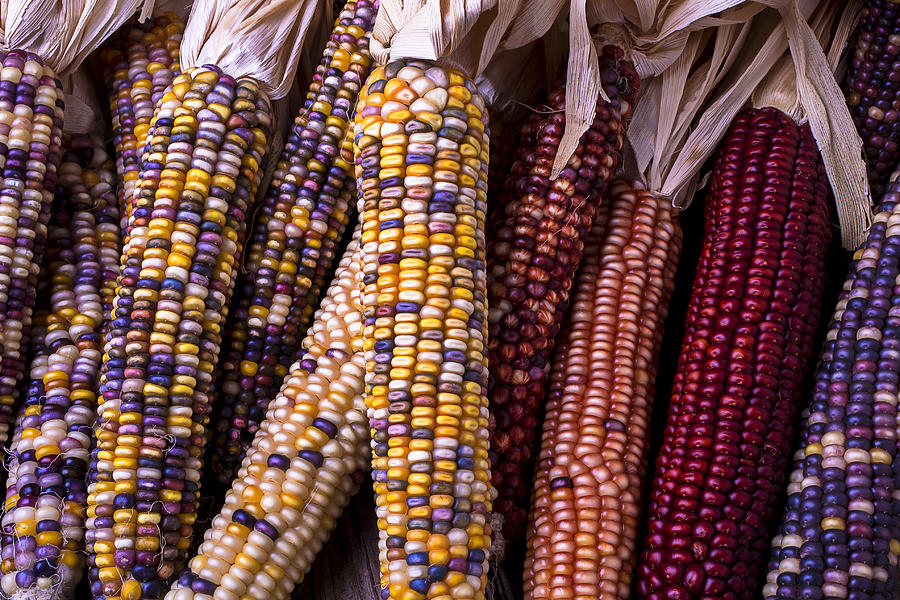 Fall Photograph - Indian Corn #1 by Garry Gay