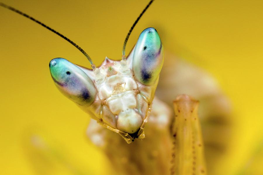 Indian Flower Mantis #1 Photograph by Alex Hyde