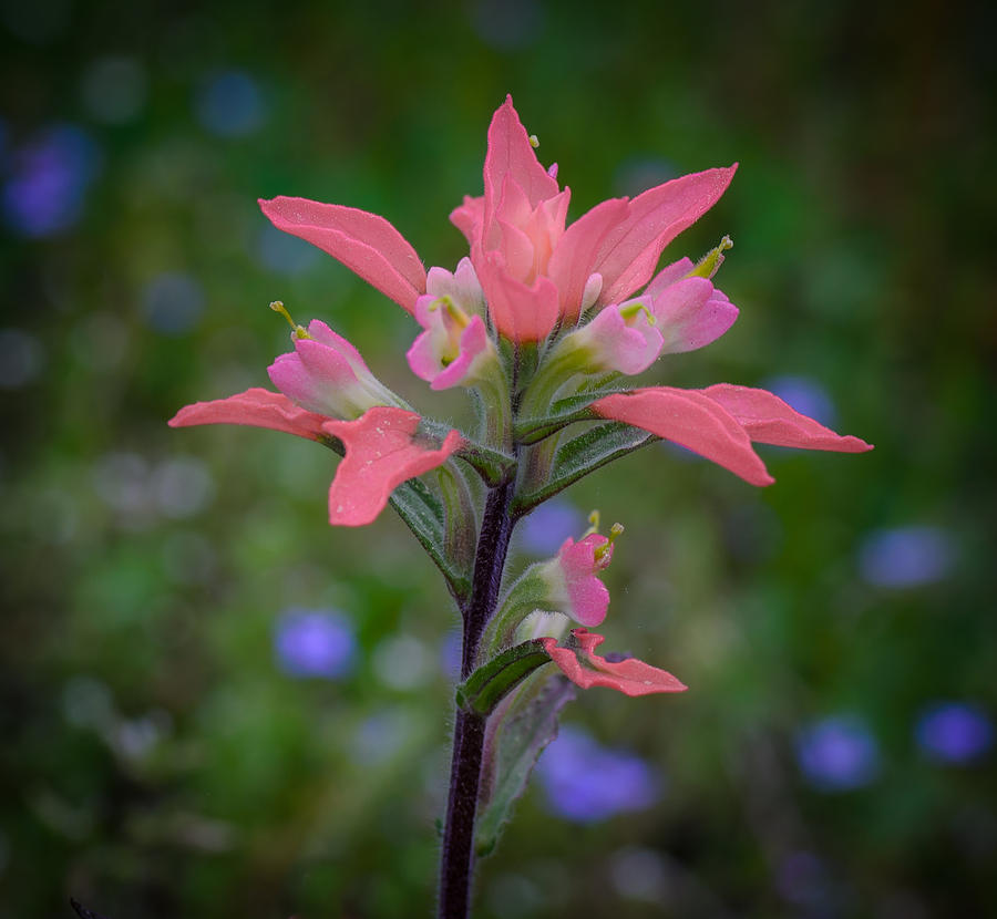 Indian Paintbrush Photograph by James Barber