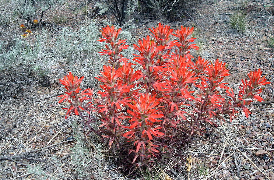 Indian Paintbrush #1 Photograph by Susan Woodward