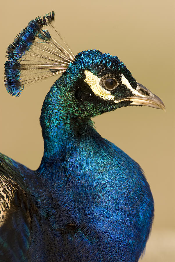 Indian Peafowl Male #1 Photograph by Steve Gettle