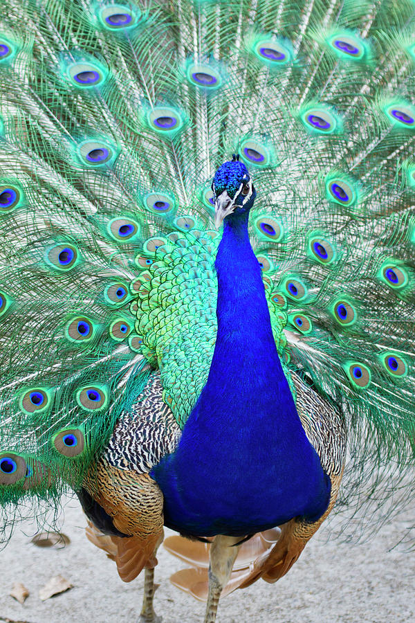 Indian Peafowl (pavo Cristata Photograph by Larry Ditto - Fine Art America