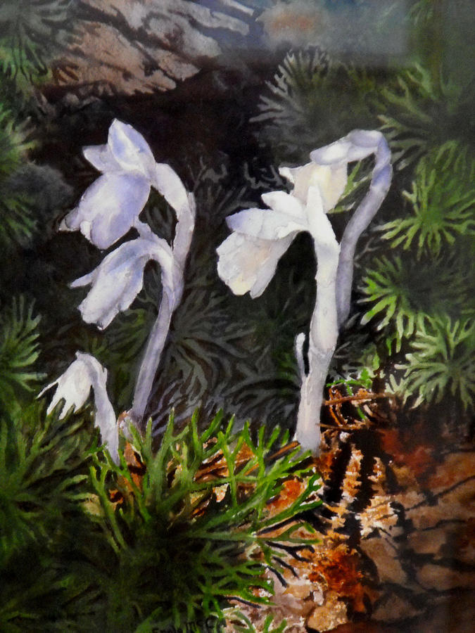 Nature Painting - Indian Pipes by Enola McClincey Nature Painting - Indian Pipes by Enola McClincey
