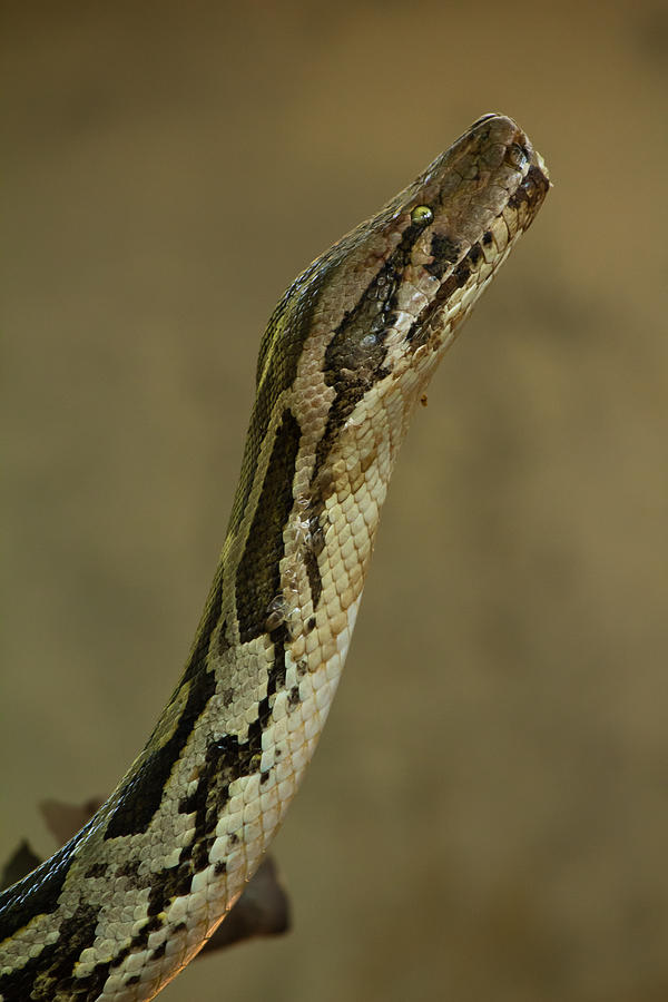 Indian Python #1 Photograph by SAURAVphoto Online Store
