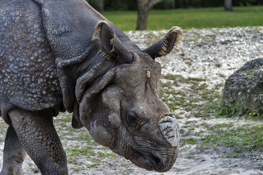 Indian Rhinoceros #1 Photograph by Mark Newman