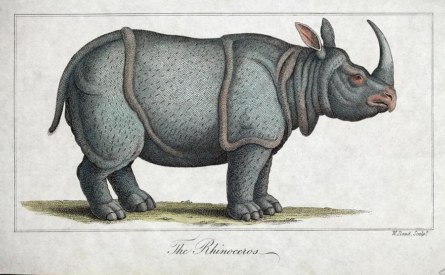 Indian Rhinoceros #1 Photograph by Paul D Stewart