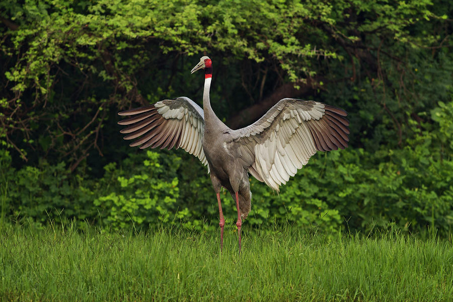 Indian Saras Crane, Flapping Wings Photograph by Jagdeep Rajput - Fine ...