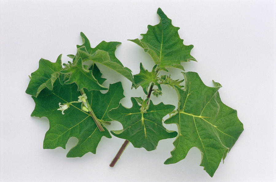 Indian Solanum Leaves Photograph by Th Foto-werbung/science Photo ...