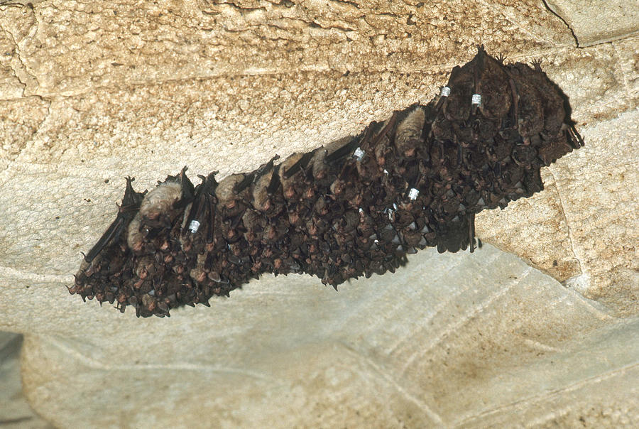 Indiana Bats #1 Photograph by Charles E. Mohr