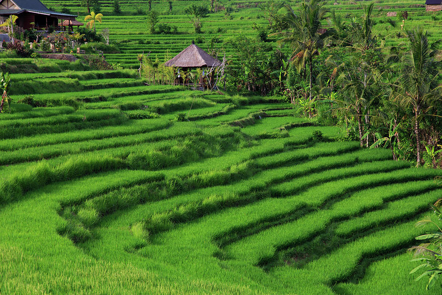 Indonesia Bali Rice Fields And By Michele Falzone