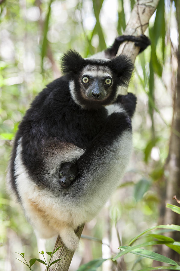 Indri And Infant Madagascar #1 Photograph by Suzi Eszterhas