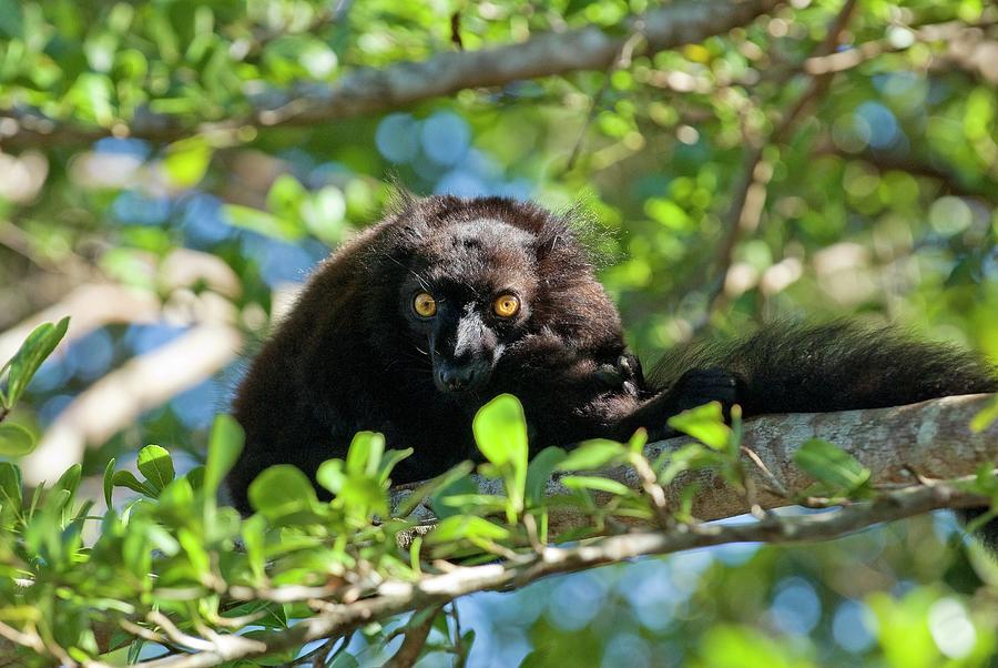 Indri In A Tree #1 Photograph by Philippe Psaila/science Photo Library