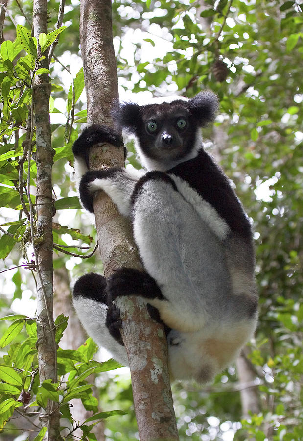 Indri #1 Photograph by John Devries/science Photo Library