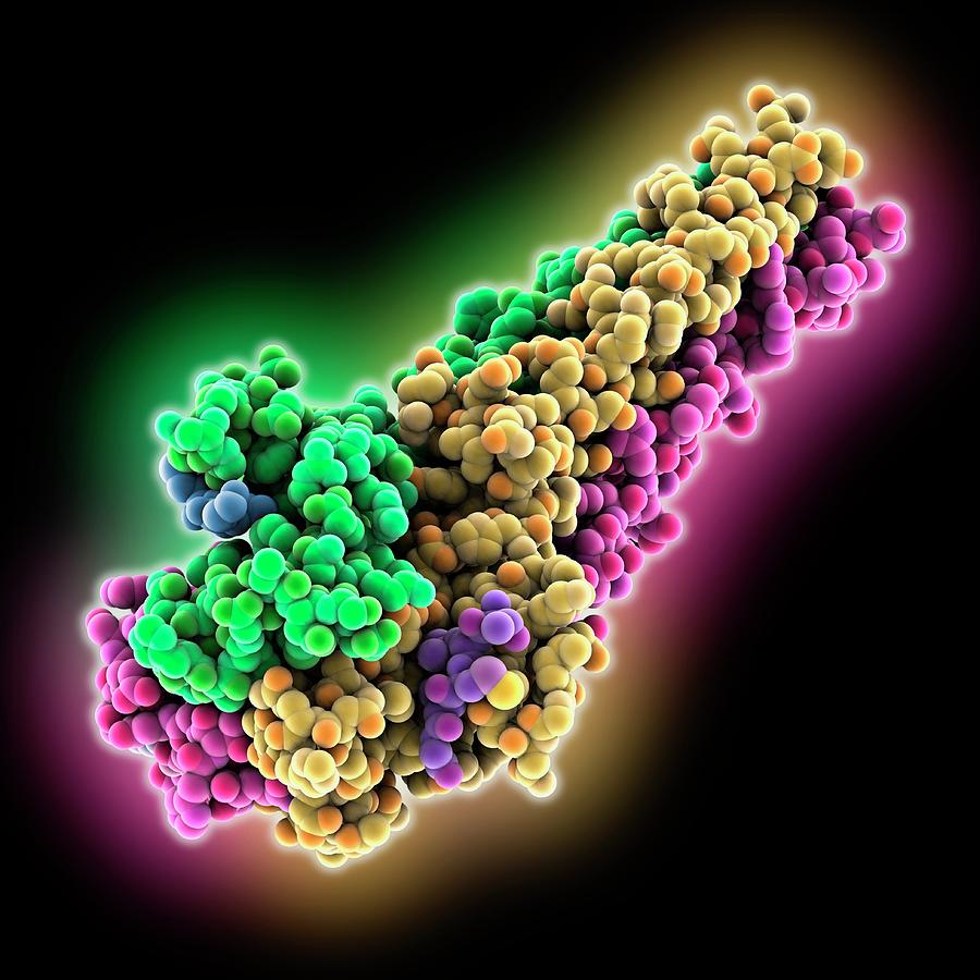 Influenza Hemaglutinin Complex Photograph by Laguna Design/science ...