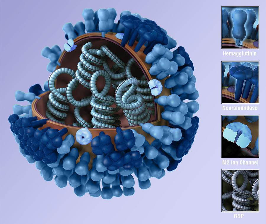 Influenza Virus, 3d Model #1 Photograph by Science Source