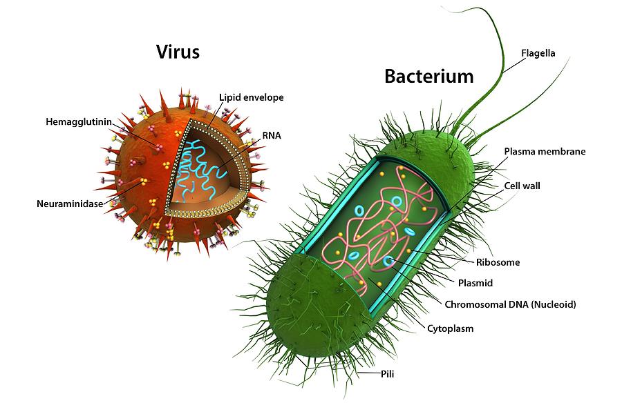 Bacilli Photograph - Influenza Virus And Bacterium #1 by Gunilla Elam/science Photo Library