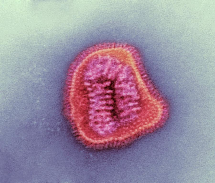 Influenza Virus Particle #1 Photograph by Ami Images