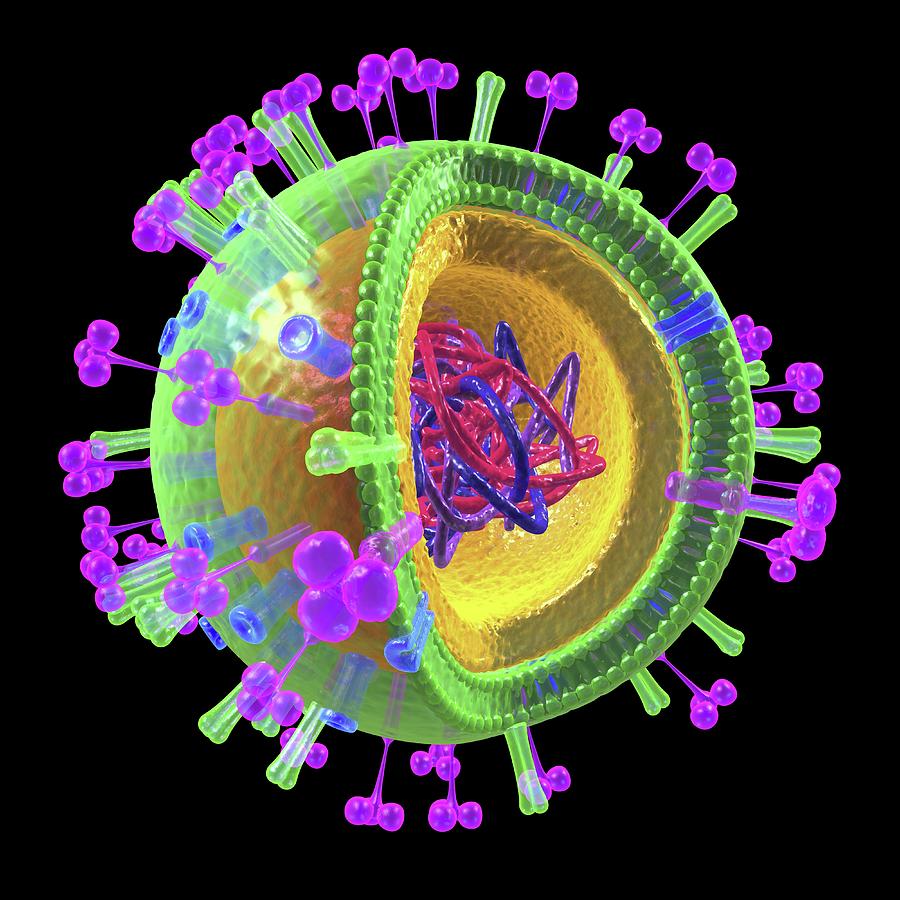 Influenza Virus Structure Photograph by Alfred Pasieka