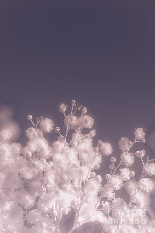 Infrared Nature Bloom #1 Photograph by Jorgo Photography