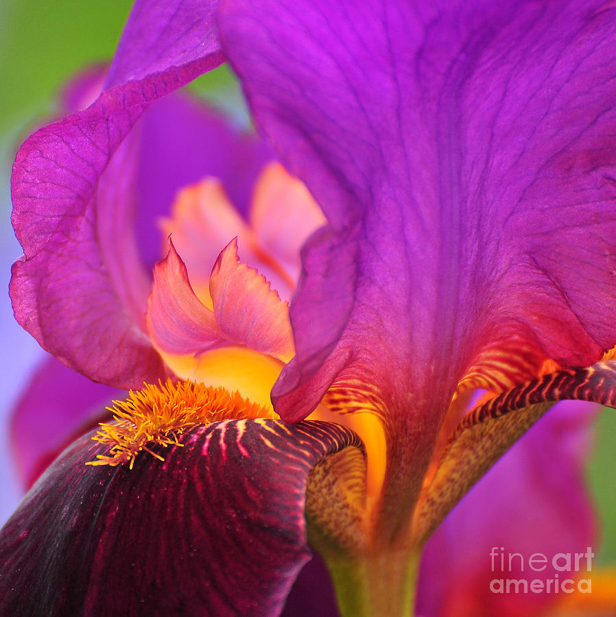 Iris Painting - Inner Light by Angela Maher
