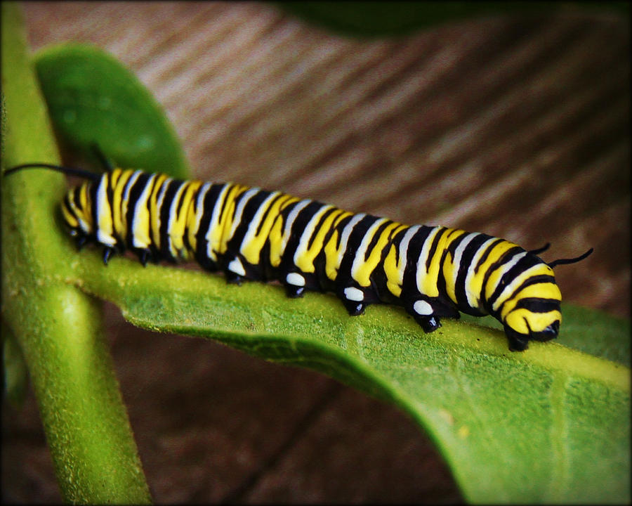 Insect Caterpillar Photograph by Carol Toepke - Pixels