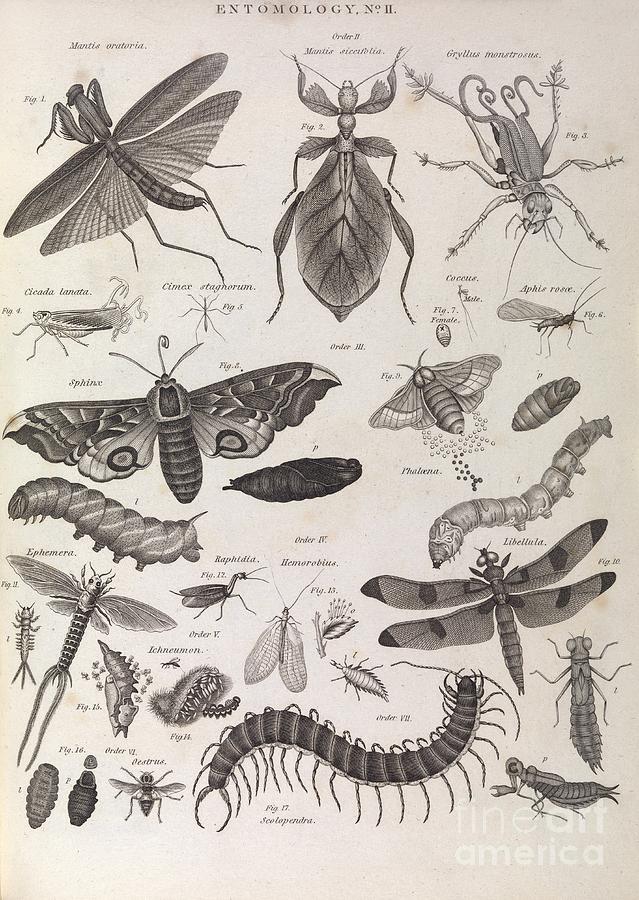 Wildlife Photograph - Insect Illustrations, 1823 #1 by Middle Temple Library