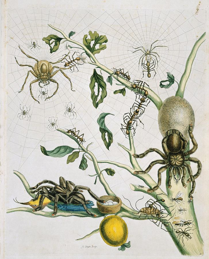 Insects of Surinam, 18th century #1 Photograph by Science Photo Library