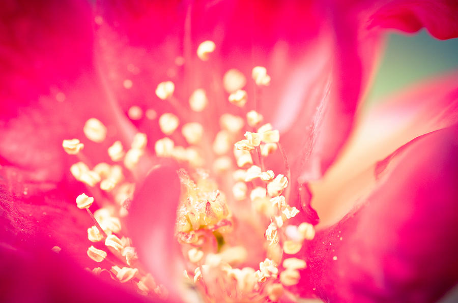 Nature Photograph - Inside A Rose #1 by Priya Ghose