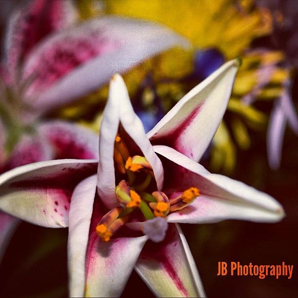 Nature Photograph - #instaprints #flower #igfame #1 by Jamie Brown