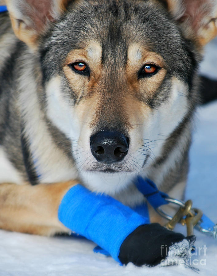 Intense Sled Dog #1 Photograph by Lila Fisher-Wenzel