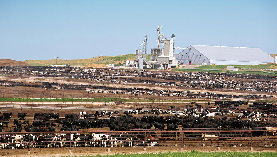 intensive farming cattle