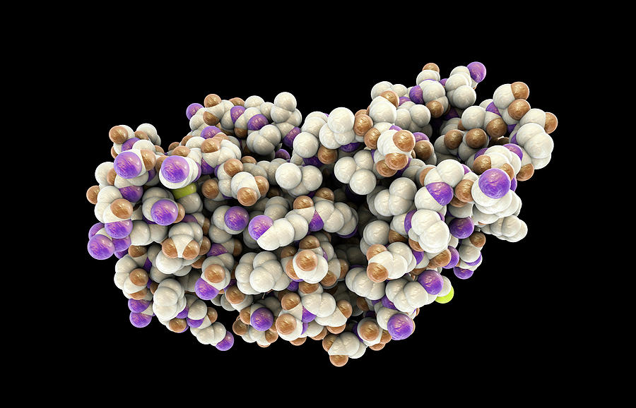 Interferon Gamma Molecule Photograph by Kateryna Kon/science Photo Library