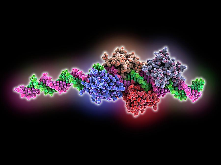 Biochemical Photograph - Interferon Regulatory Factor Molecule #1 by Laguna Design