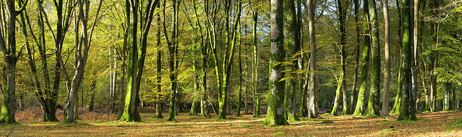 Interior Of Beech Tree Forest #1 Photograph by Travelpix Ltd